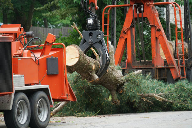 Tree Service Company in Rocky Mount, NC